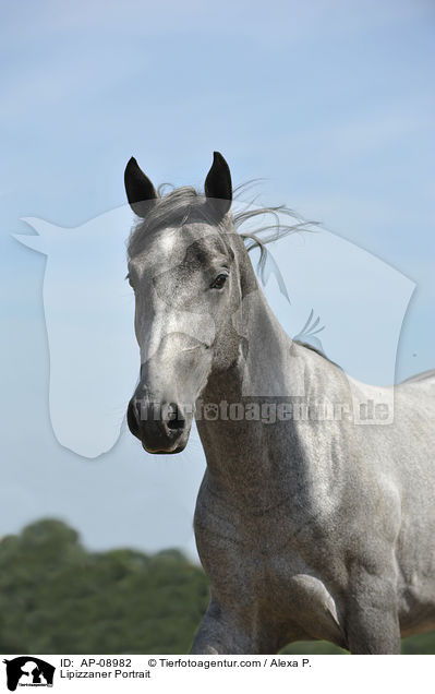 Lipizzaner Portrait / Lipizzaner Portrait / AP-08982