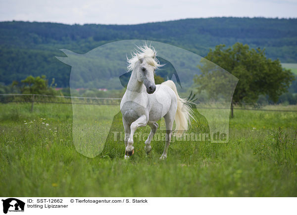trabender Lipizzaner / trotting Lipizzaner / SST-12662
