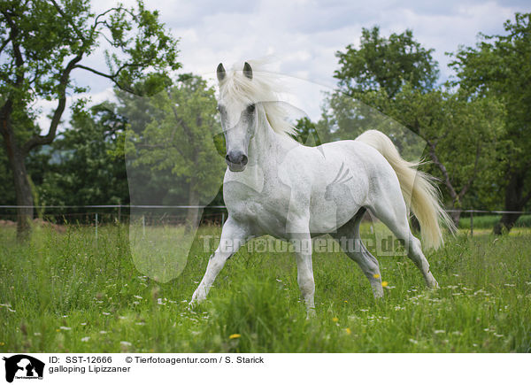 galoppierender Lipizzaner / galloping Lipizzaner / SST-12666