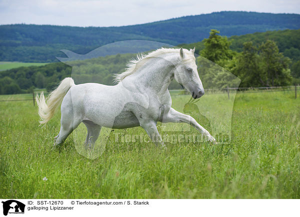 galoppierender Lipizzaner / galloping Lipizzaner / SST-12670