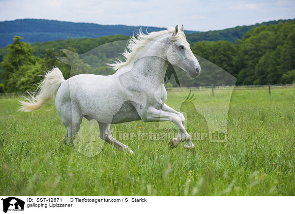 galoppierender Lipizzaner / galloping Lipizzaner / SST-12671