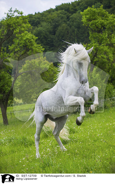 rising Lipizzaner / SST-12709