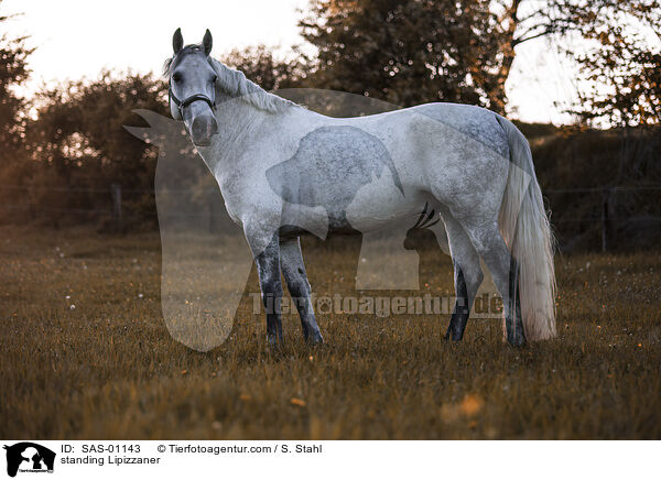 stehender Lipizzaner / standing Lipizzaner / SAS-01143