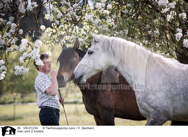 Mann und 2 Pferde / man and 2 horses / VD-01234