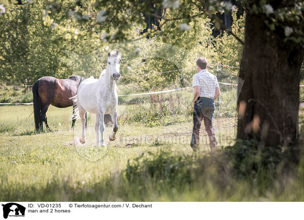 man and 2 horses / VD-01235