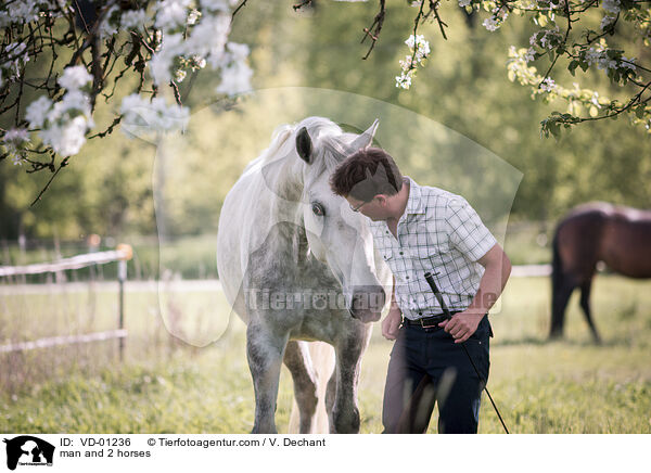 Mann und 2 Pferde / man and 2 horses / VD-01236