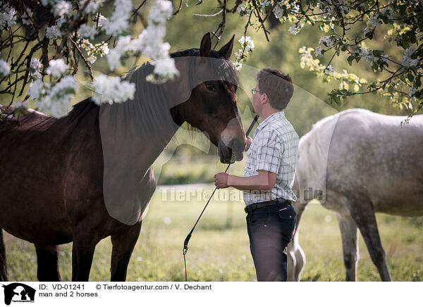 Mann und 2 Pferde / man and 2 horses / VD-01241