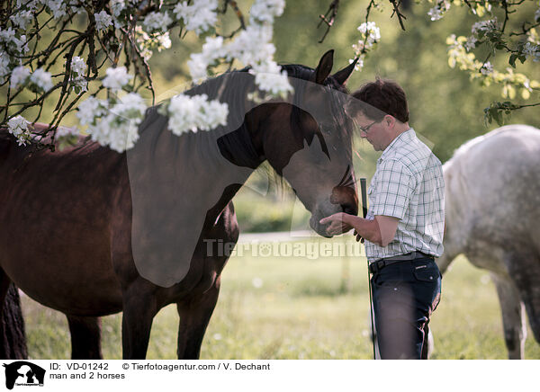 man and 2 horses / VD-01242