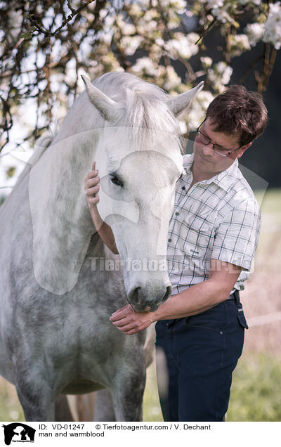 man and warmblood / VD-01247