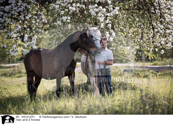 Mann und 2 Pferde / man and 2 horses / VD-01251