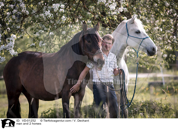 Mann und 2 Pferde / man and 2 horses / VD-01252