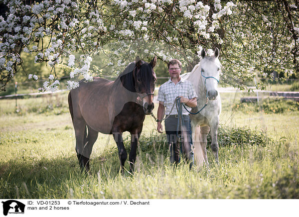 Mann und 2 Pferde / man and 2 horses / VD-01253