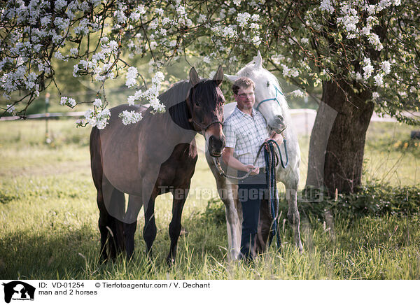 man and 2 horses / VD-01254