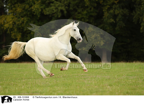 Lipizzan horse / KB-10368