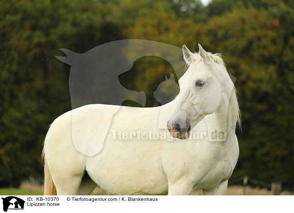 Lipizzan horse / KB-10370