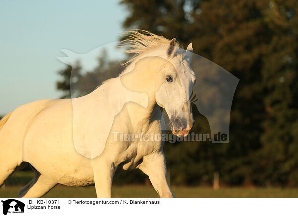 Lipizzan horse / KB-10371
