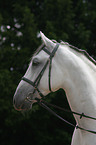 white horse