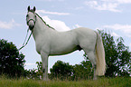 Lipizzaner