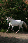 running white horse