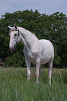 Lipizzaner