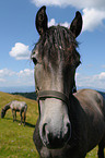 horse portrait