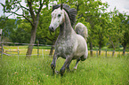 trotting Lipizzaner