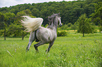 trotting Lipizzaner