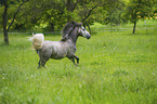 trotting Lipizzaner