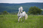 trotting Lipizzaner