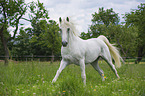 galloping Lipizzaner