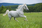 galloping Lipizzaner