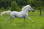 galloping Lipizzaner