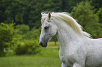 Lipizzaner Portrait