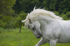 Lipizzaner Portrait