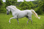 trotting Lipizzaner