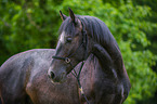 Lipizzaner Portrait