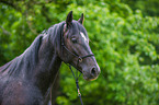 Lipizzaner Portrait