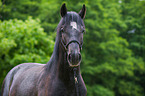 Lipizzaner Portrait