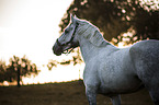 Lipizzaner