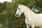 Lipizzan horse