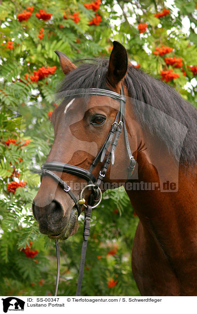 Lusitano Portrait / Lusitano Portrait / SS-00347