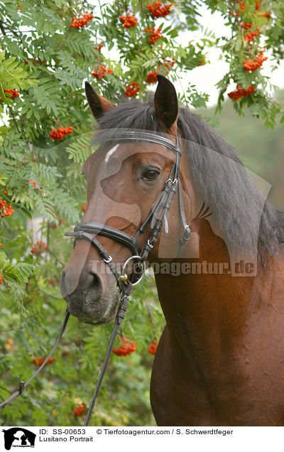Lusitano Portrait / Lusitano Portrait / SS-00653
