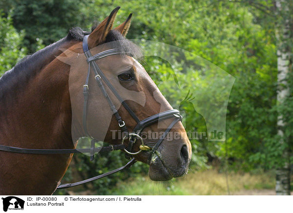 Lusitano Portrait / Lusitano Portrait / IP-00080