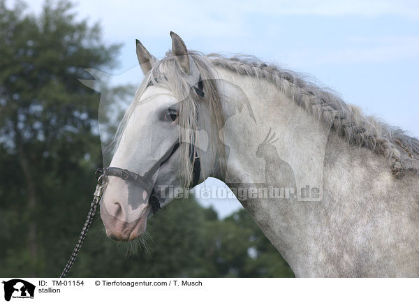 stallion / TM-01154