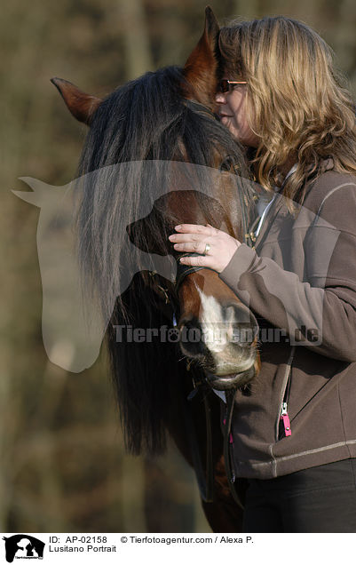 Lusitano Portrait / Lusitano Portrait / AP-02158
