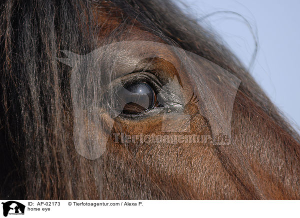 horse eye / AP-02173