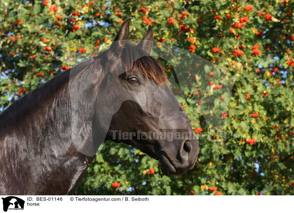 Lusitano / horse / BES-01146