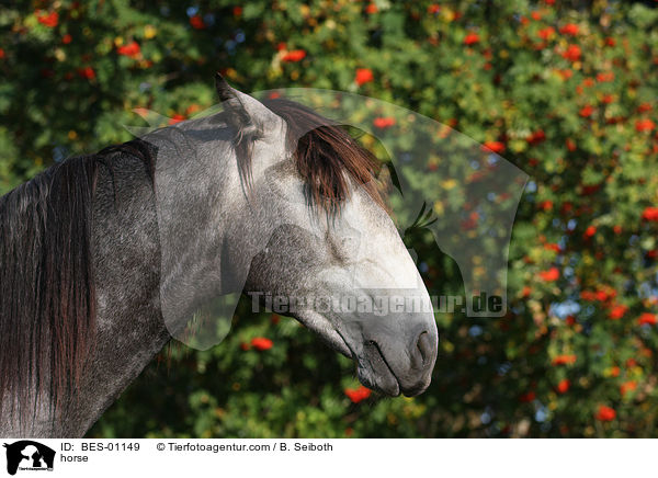 Lusitano / horse / BES-01149