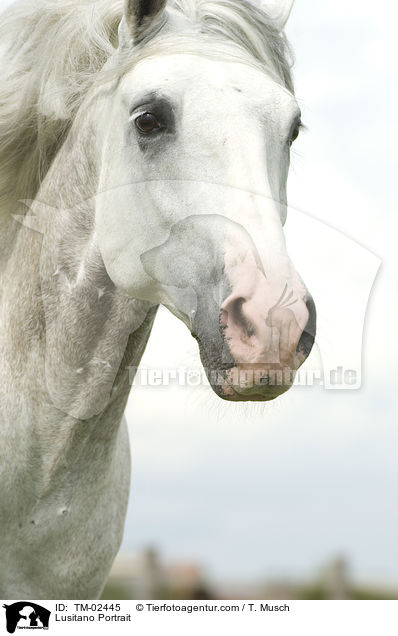 Lusitano Portrait / Lusitano Portrait / TM-02445