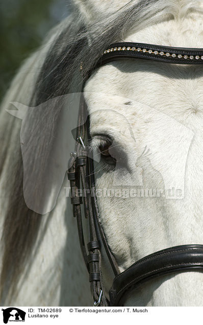 Lusitano Auge / Lusitano eye / TM-02689